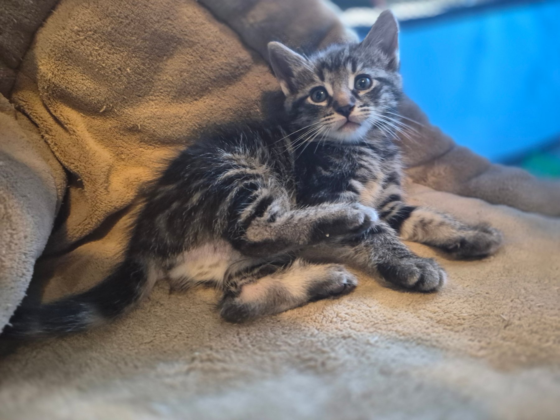 Kokua Cats project photo 10