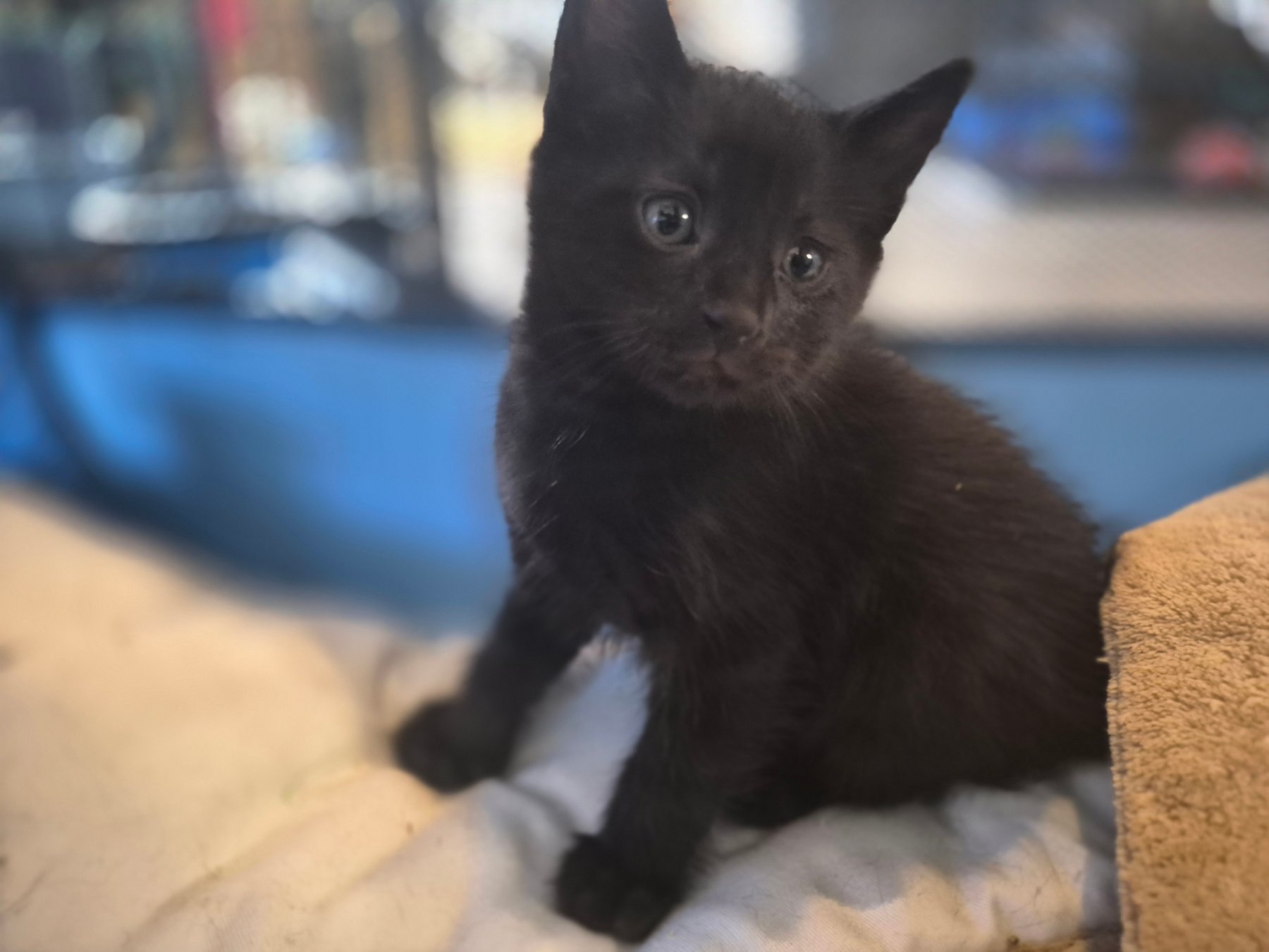 Kokua Cats project photo 11