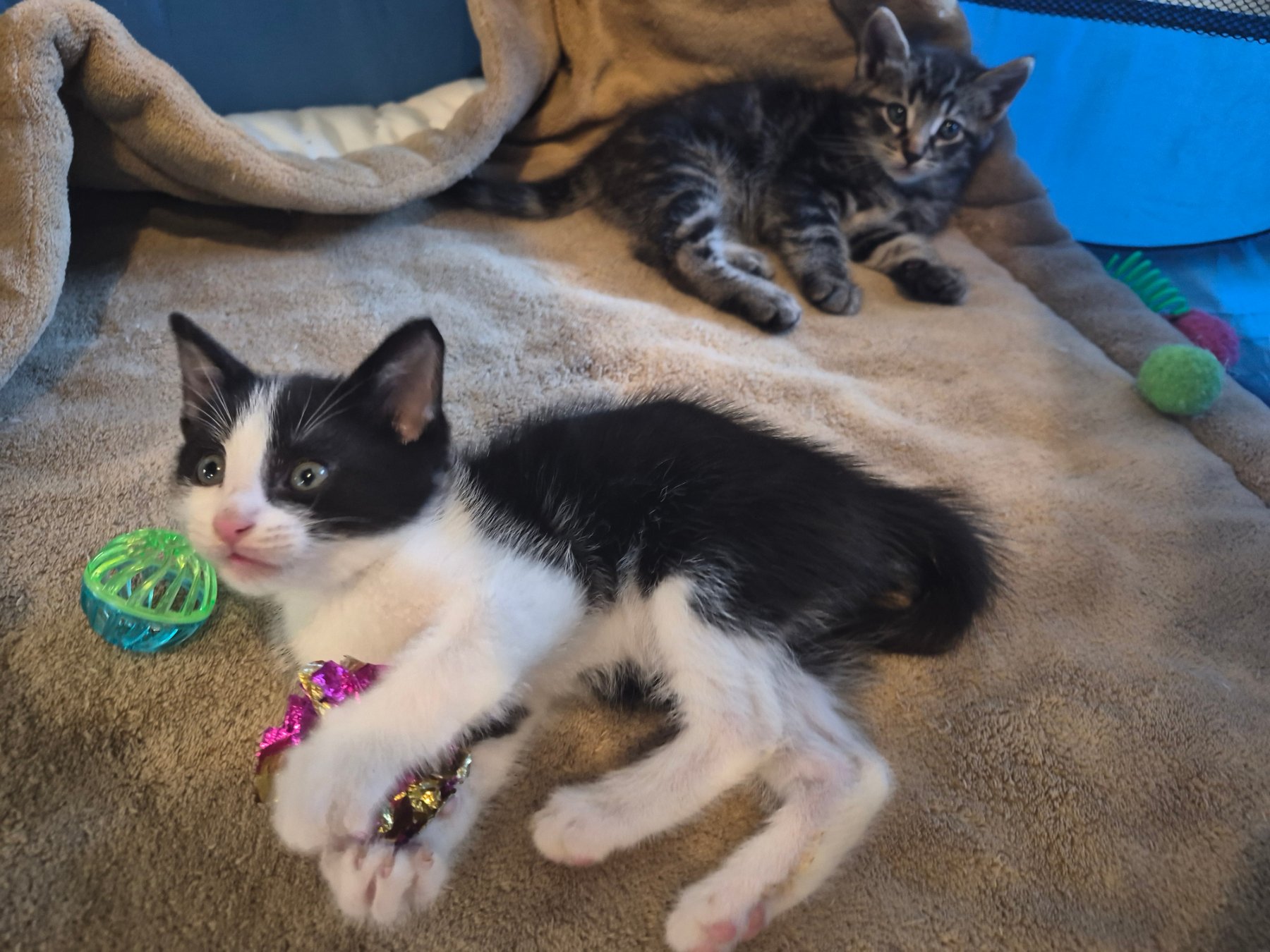 Kokua Cats project photo 12