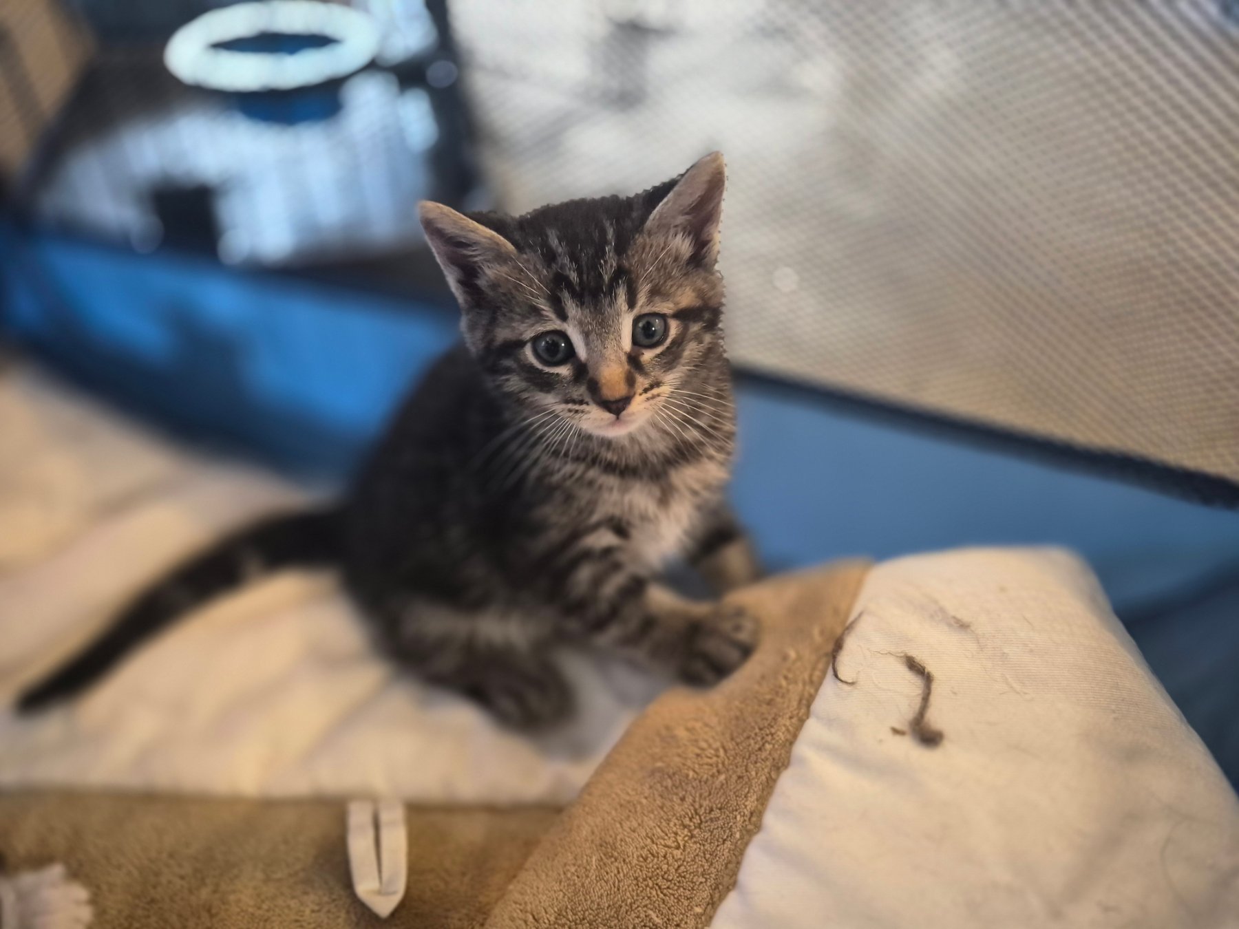 Kokua Cats project photo 13
