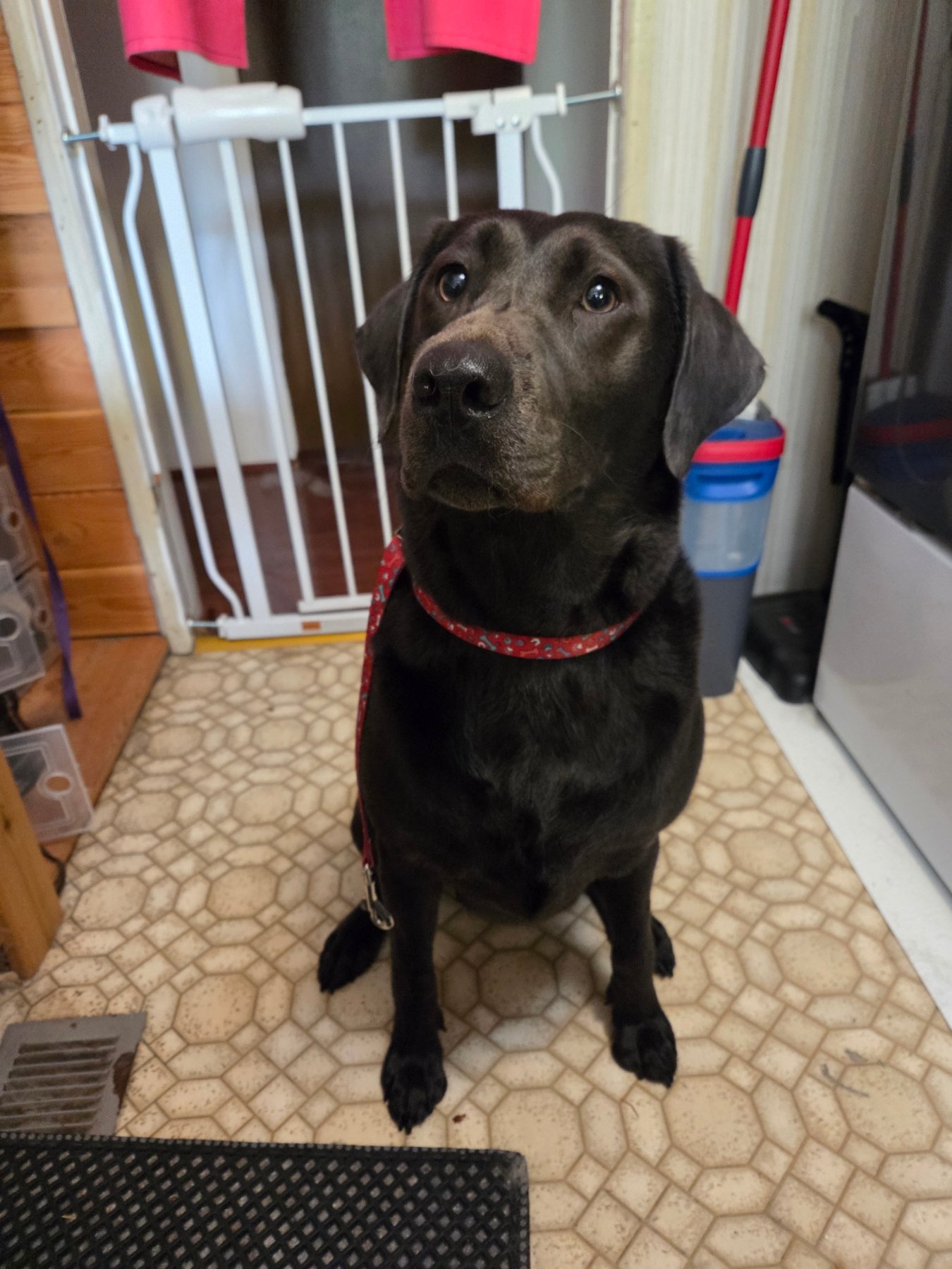 Sarge's Pupdos project photo 1