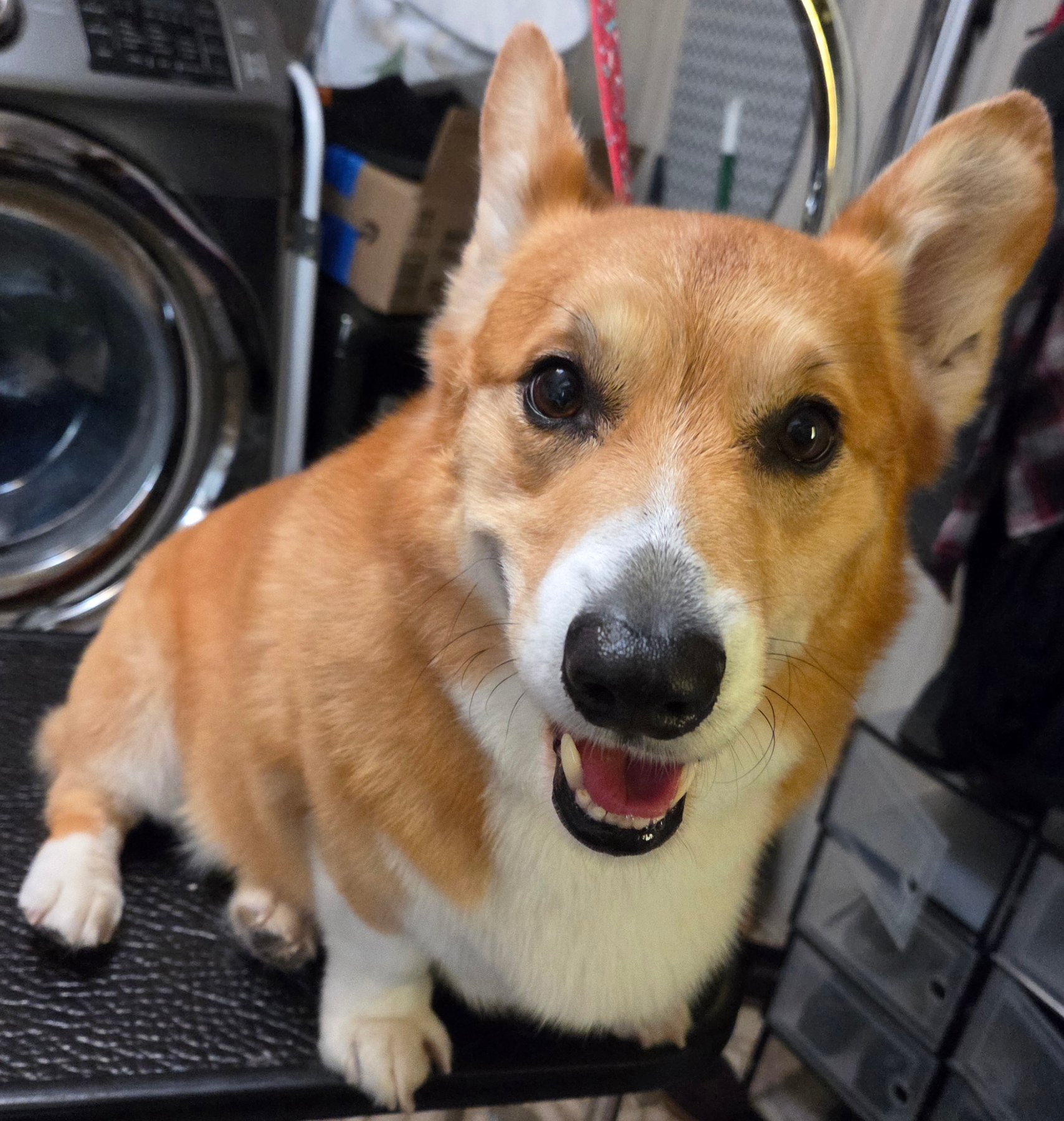 Sarge's Pupdos project photo 2