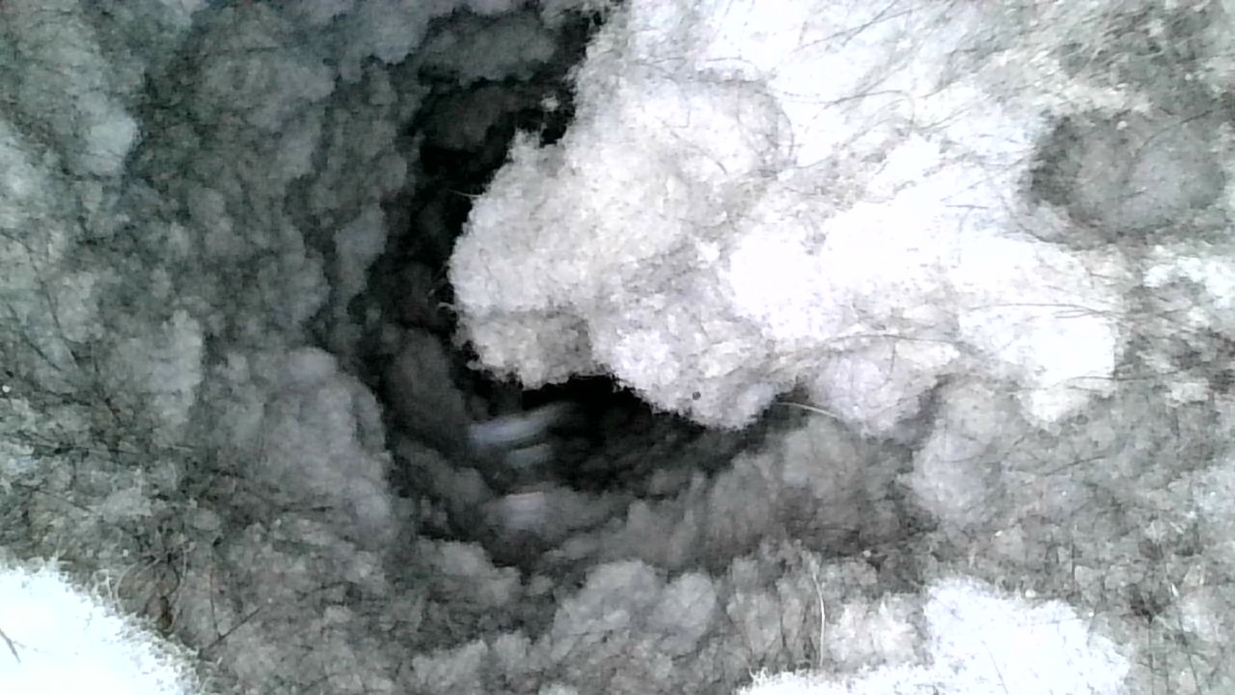 Olympia Dryer Vent Cleaning project work