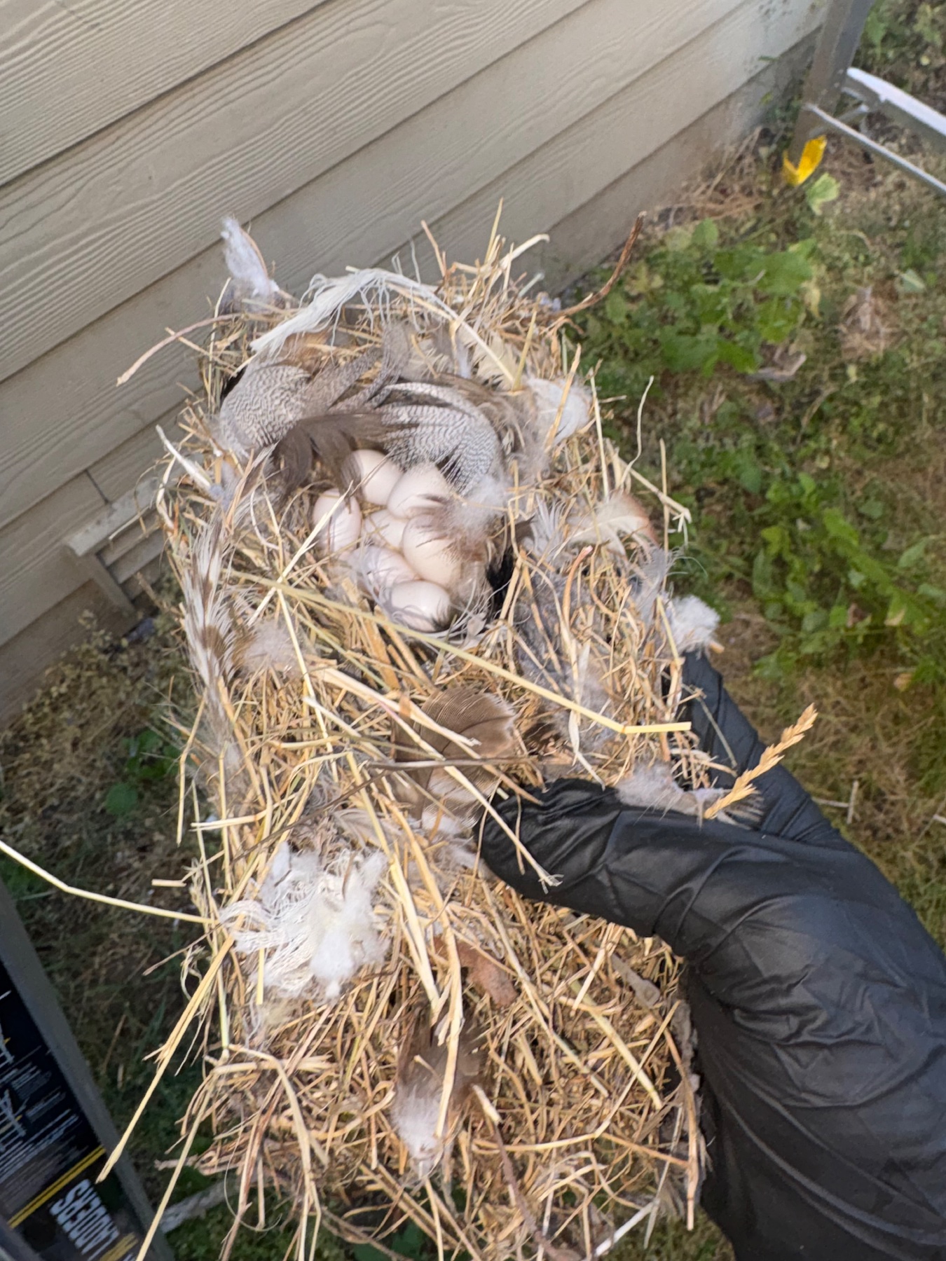 Olympia Dryer Vent Cleaning project photo 2