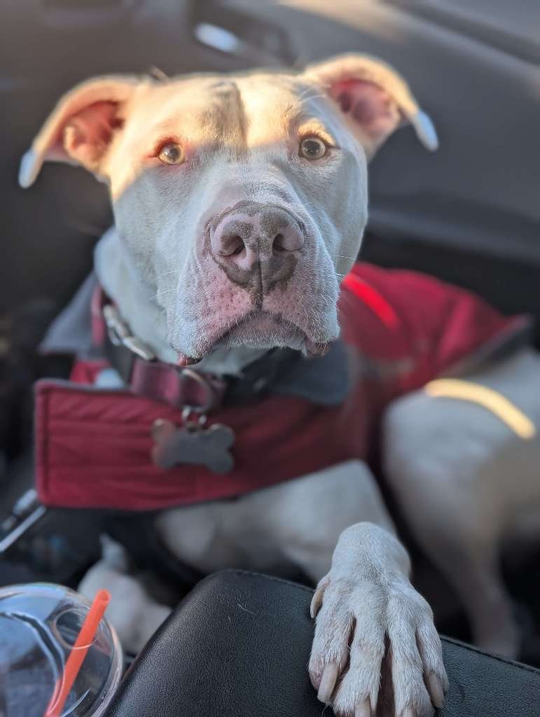 Pawsitively Paws LLC project photo 5