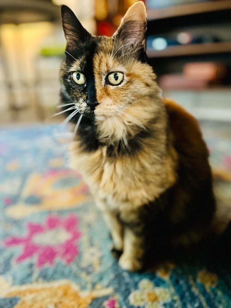 Pawsitively Paws LLC project photo 7