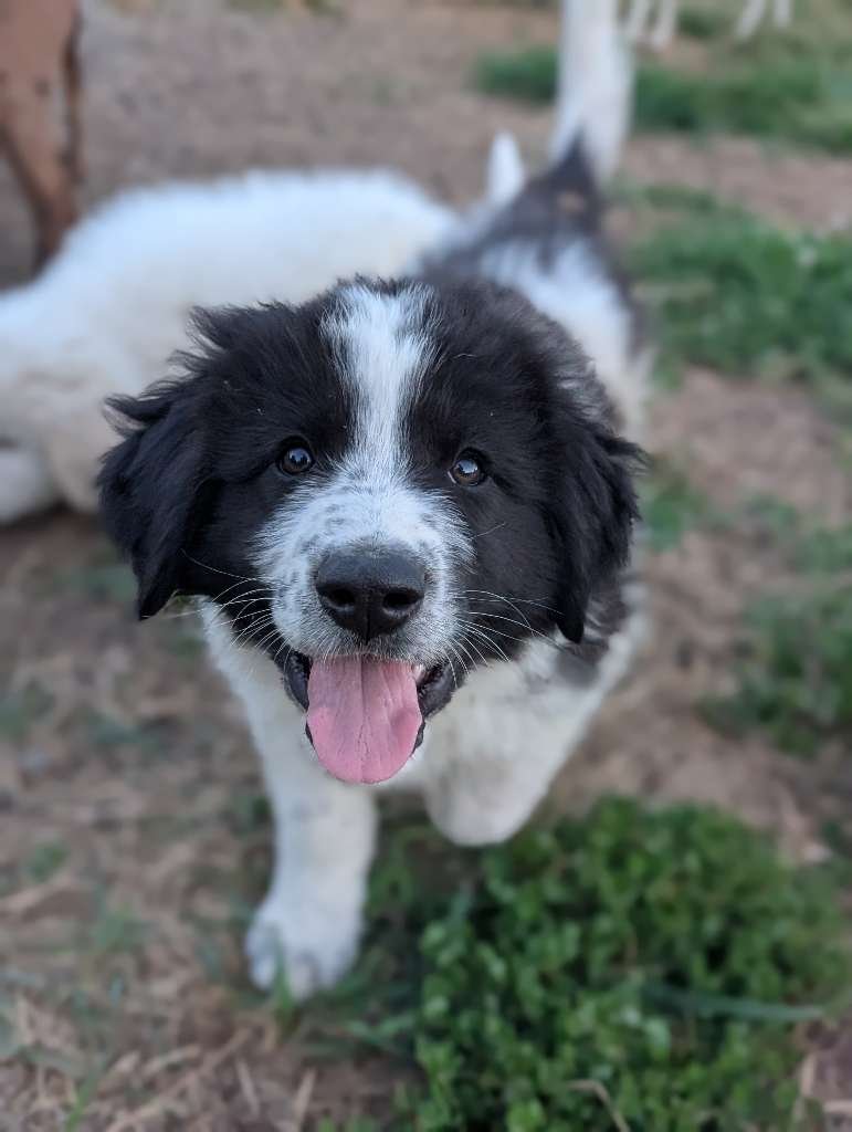 Pawsitively Paws LLC project photo 8