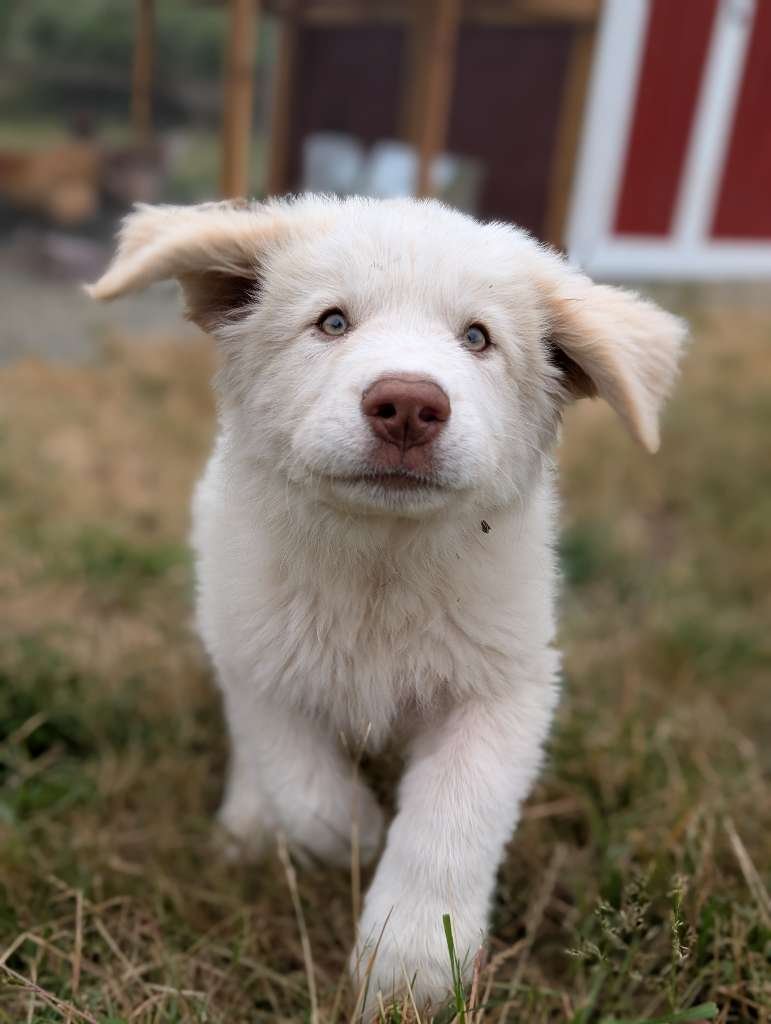 Pawsitively Paws LLC project photo 9