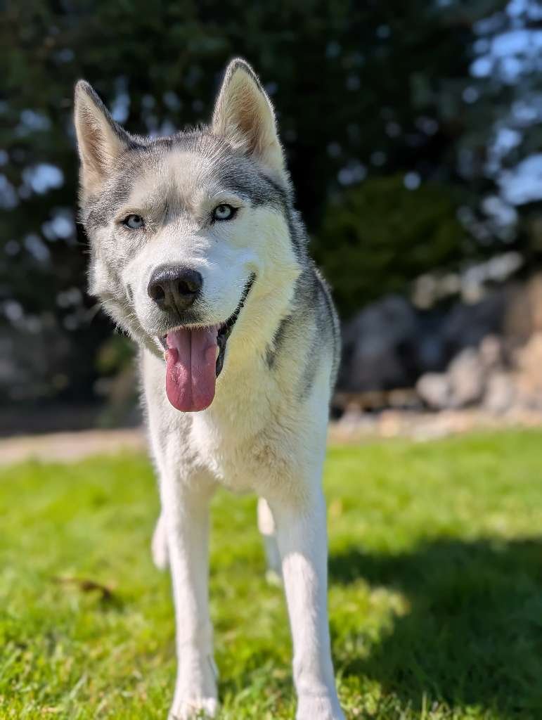 Pawsitively Paws LLC project photo 10