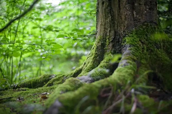 Satyr's Grove Consulting — Everett, WA
