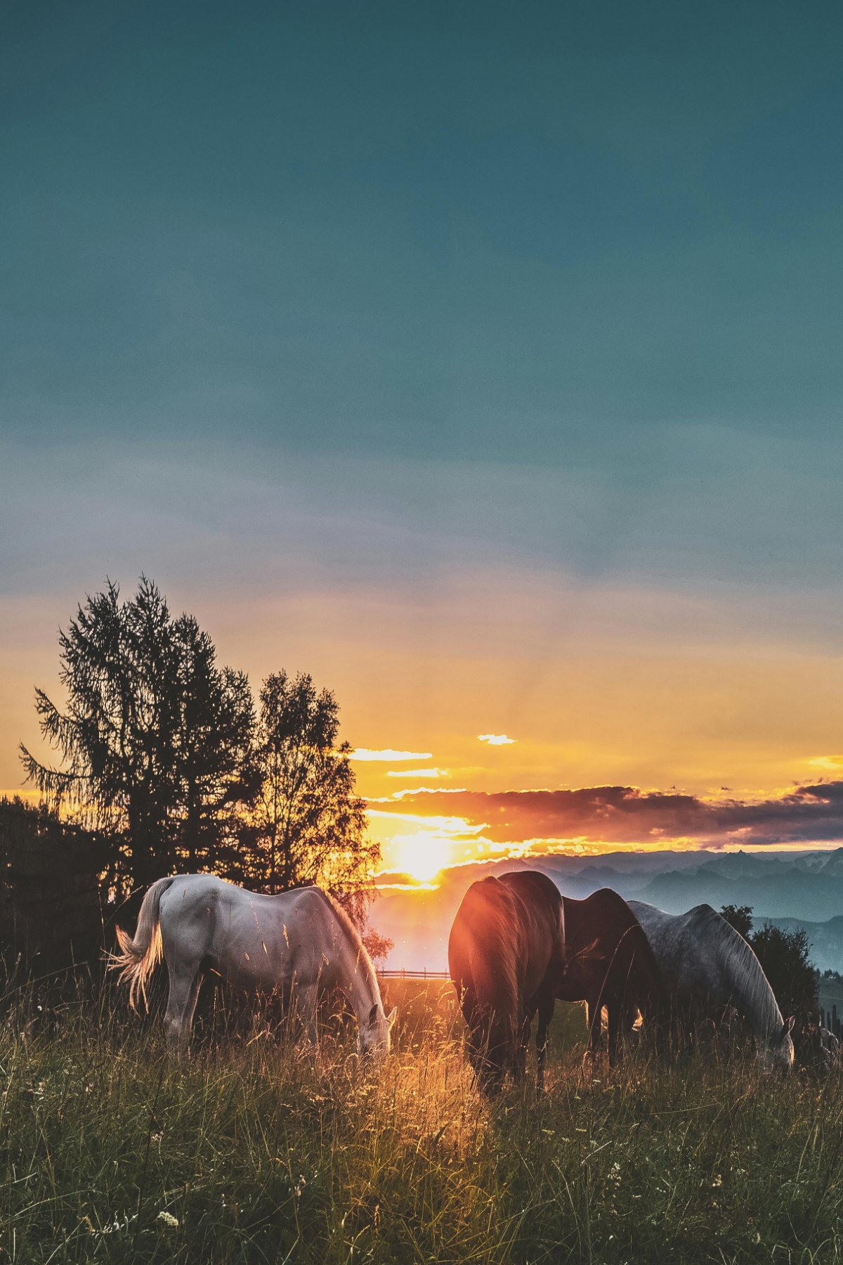 Stable Hands Equine Massage and More — Goldendale, WA