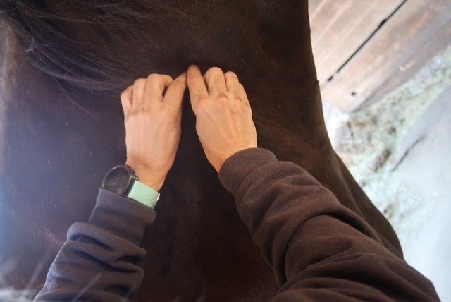 Stable Hands Equine Massage and More project photo 2