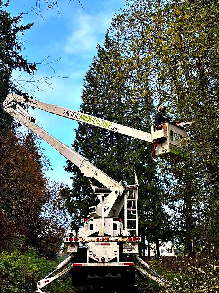 Pacific Arboriculture project photo 1