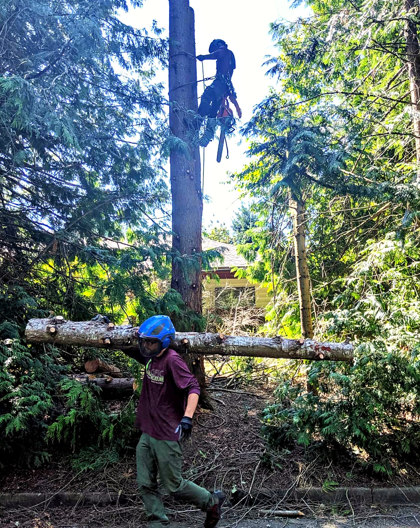 Pacific Arboriculture project photo 5