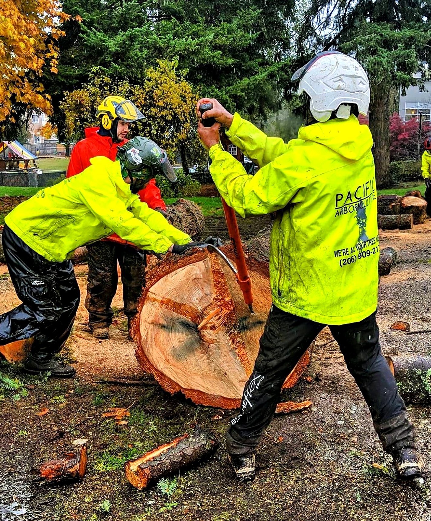 Pacific Arboriculture project photo 6