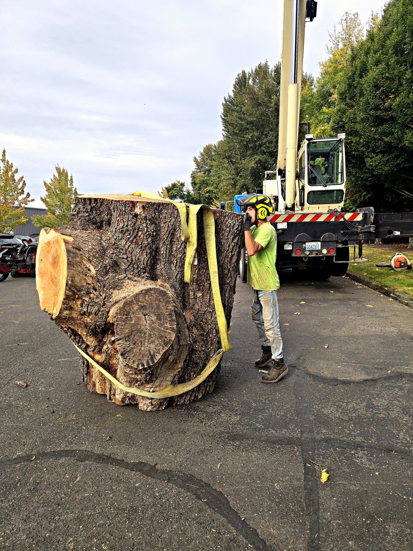 Pacific Arboriculture project photo 9