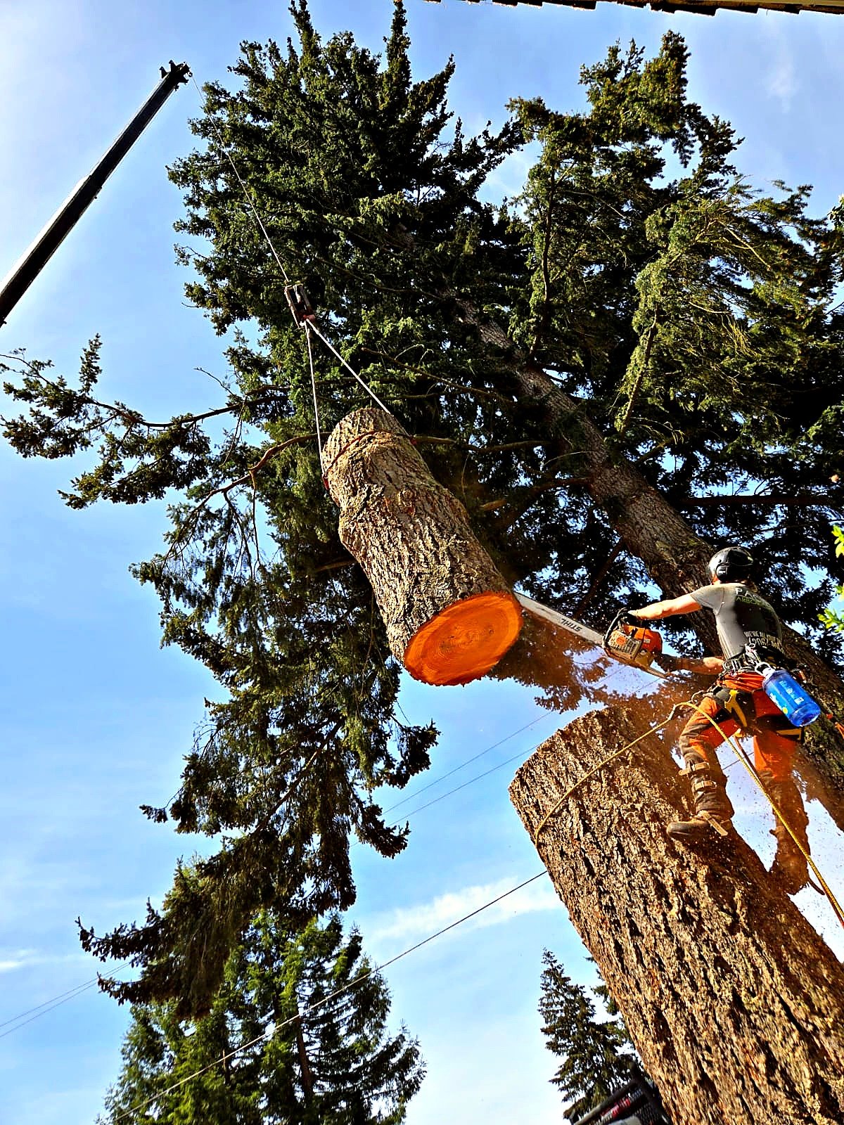 Pacific Arboriculture project photo 10