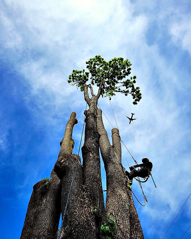 Pacific Arboriculture project photo 11