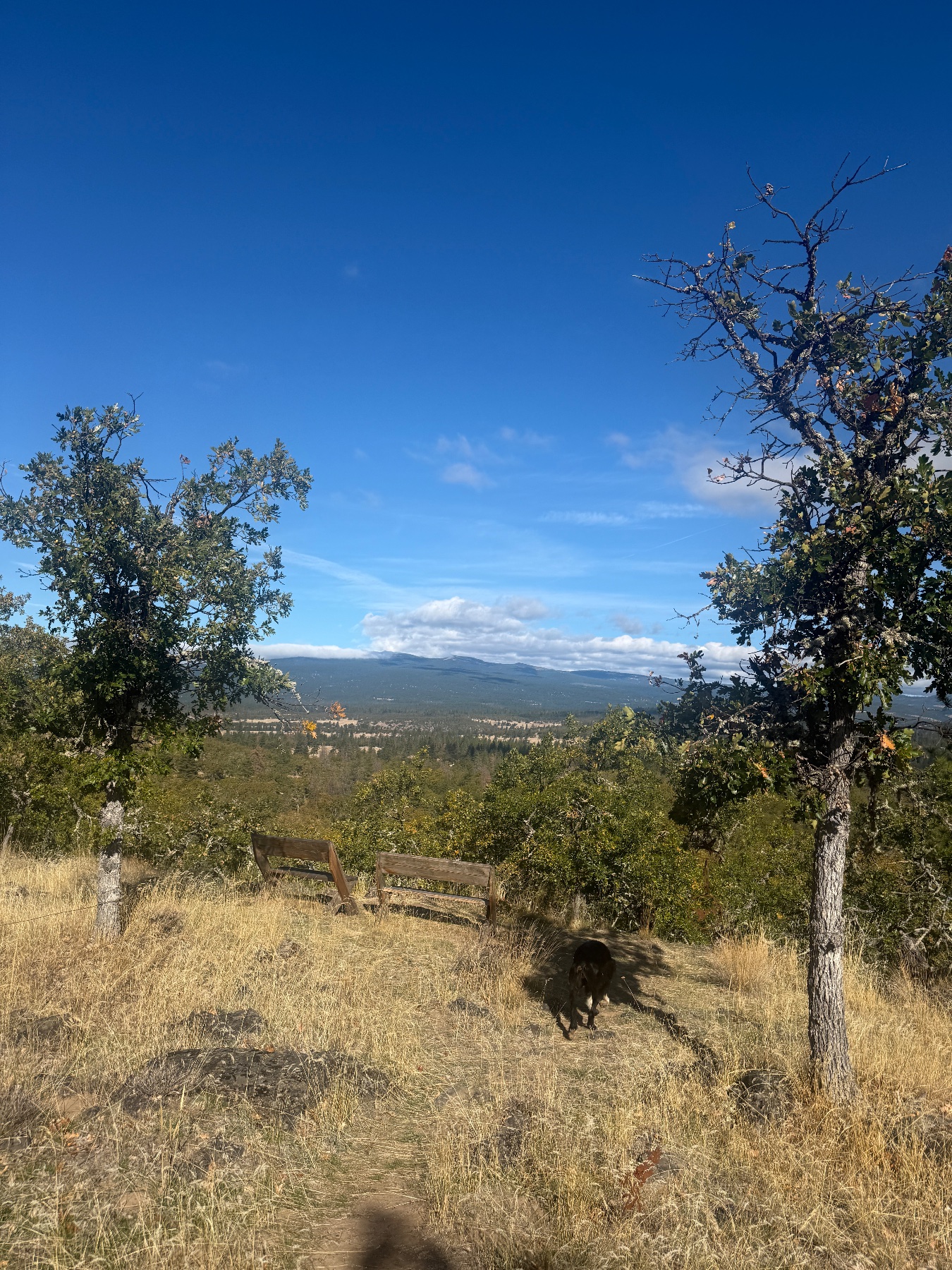 Among the Trees Botanical Lavender Farm project photo 1