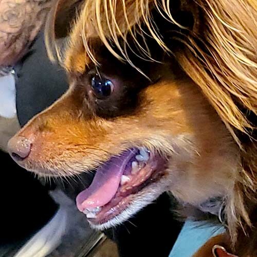 Pet Coach to the Rescue project photo 2