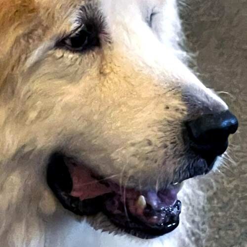 Pet Coach to the Rescue project photo 4