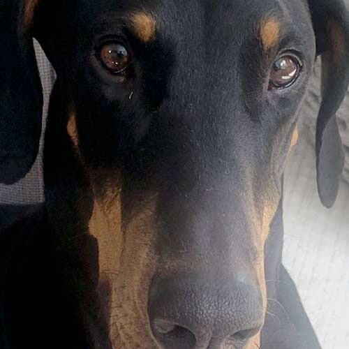 Pet Coach to the Rescue project photo 5