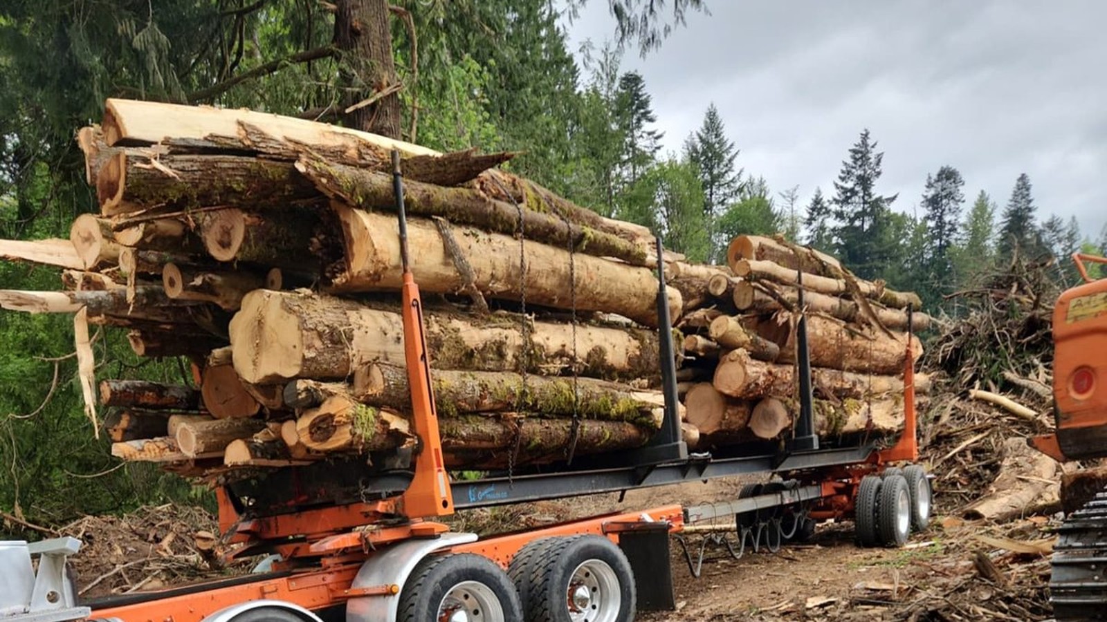 T & S Reed Logging project work