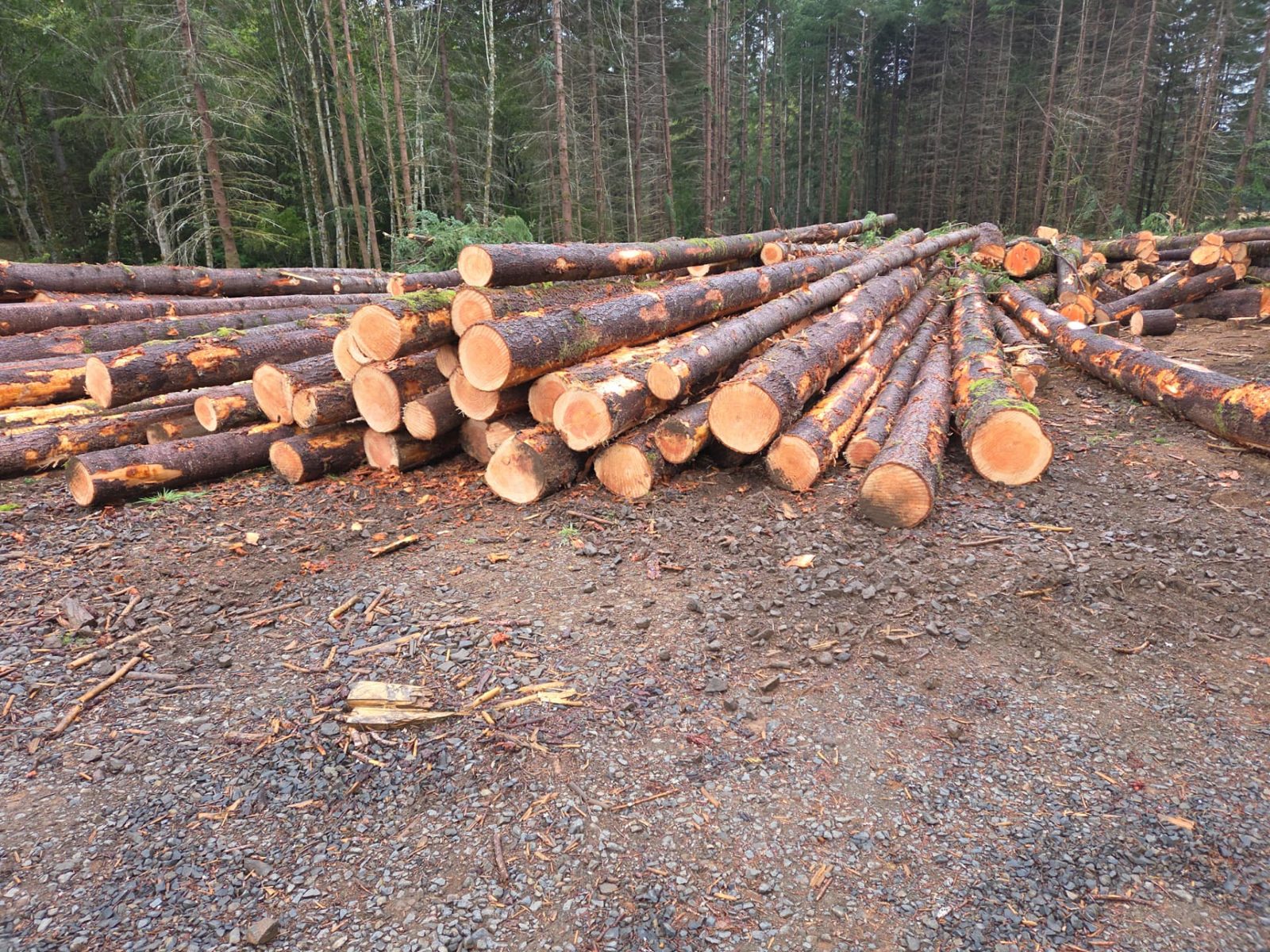 T & S Reed Logging project 9