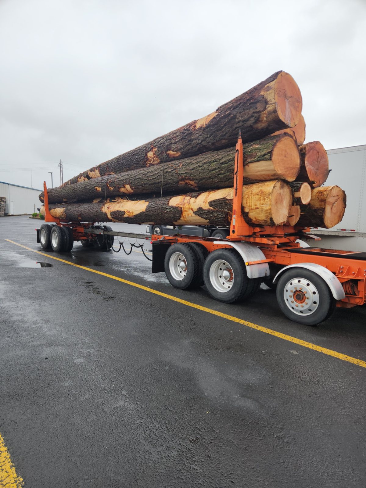 T & S Reed Logging project 1