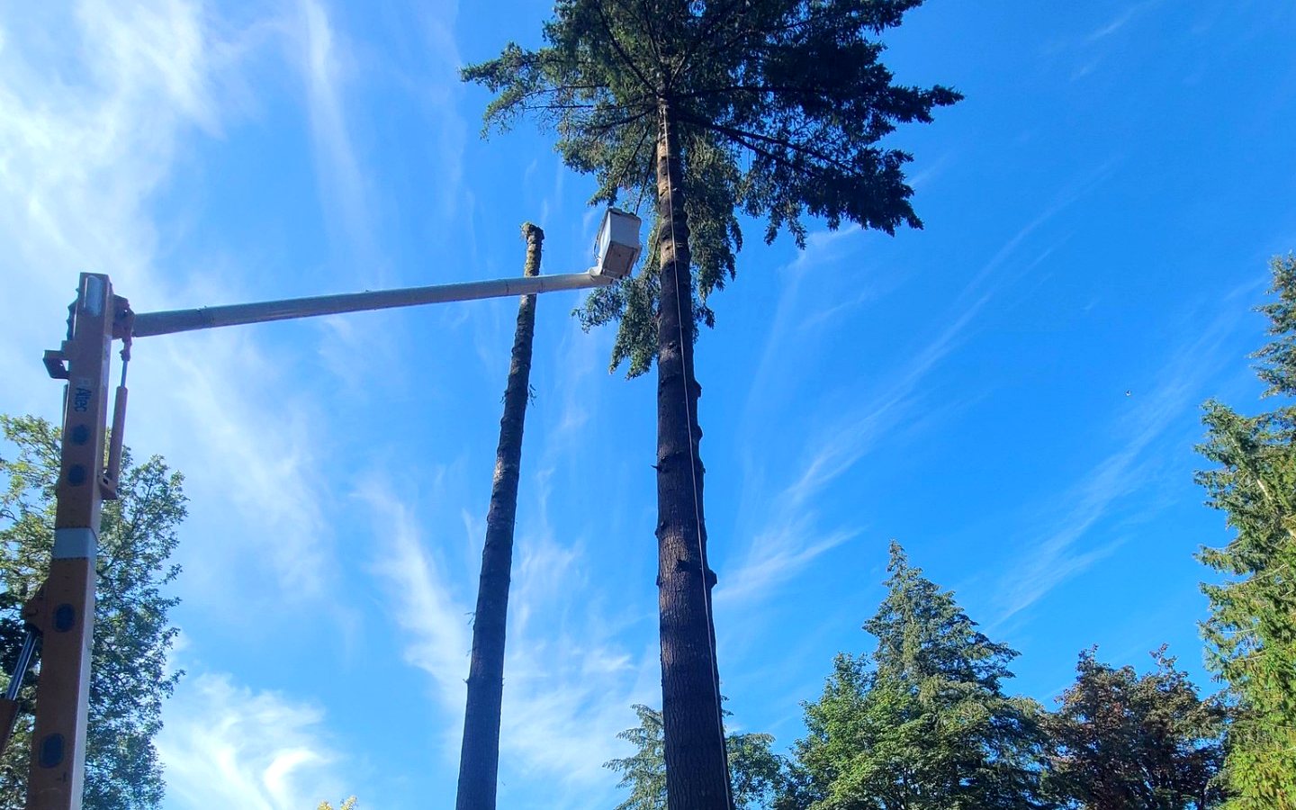 West Coast Tree Pros
