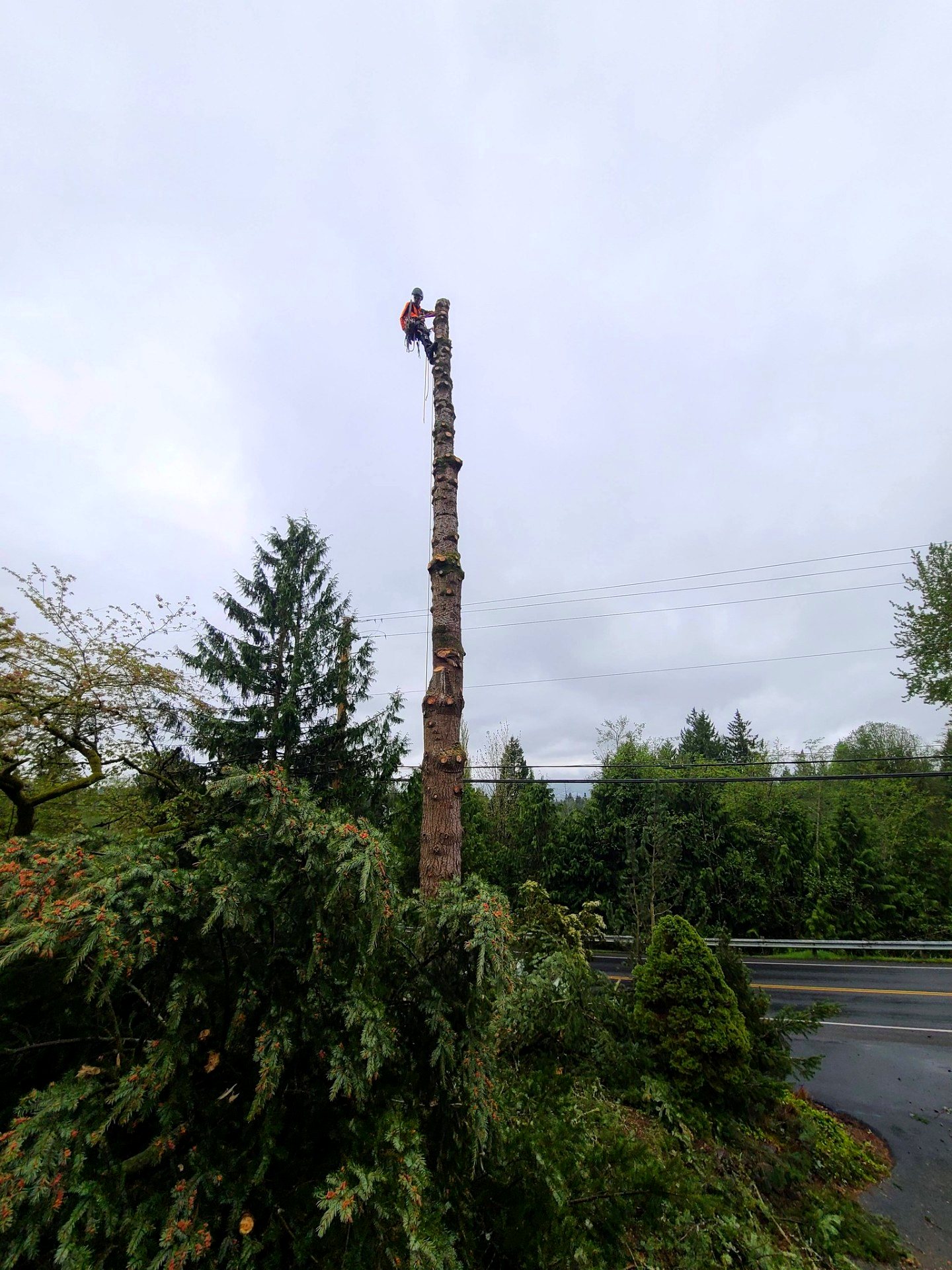 West Coast Tree Pros project photo 1