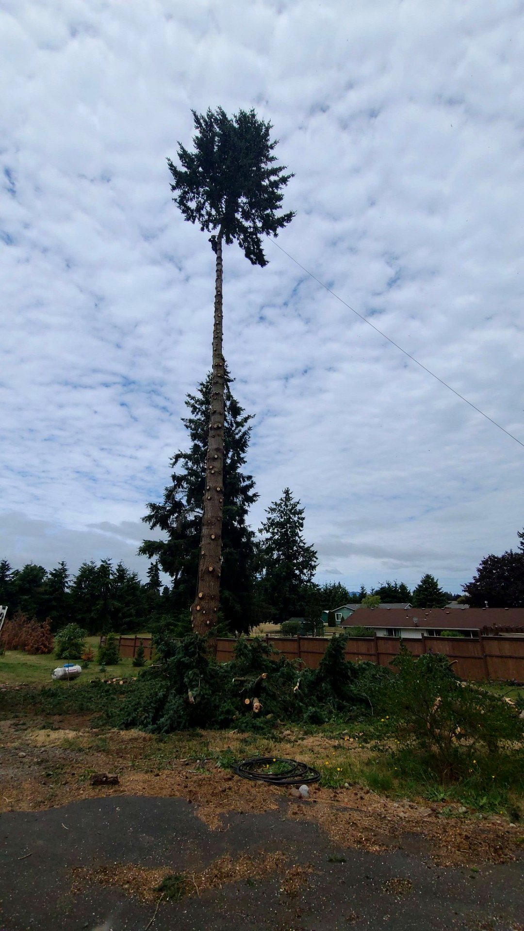 West Coast Tree Pros project photo 2