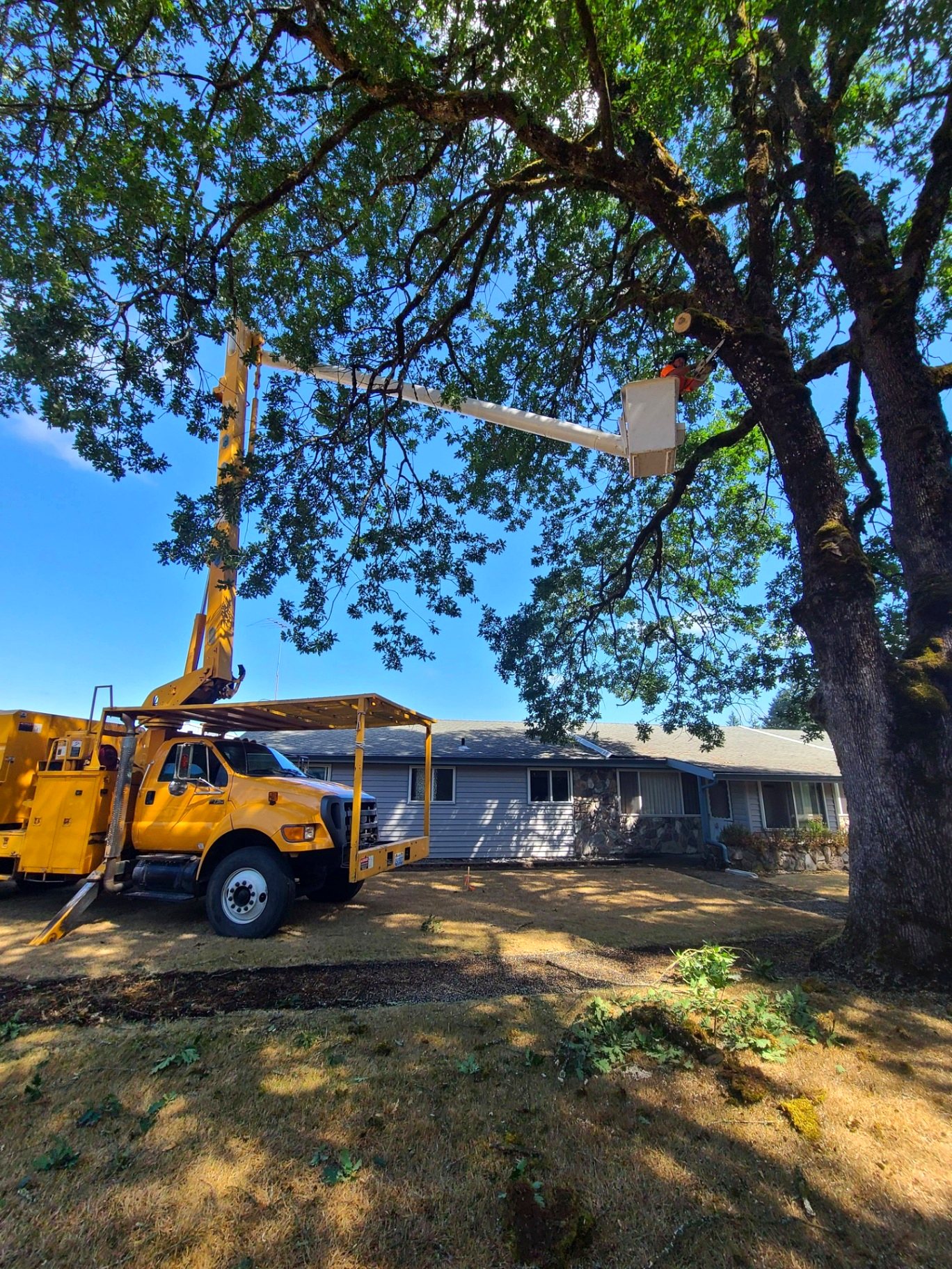 West Coast Tree Pros project photo 3