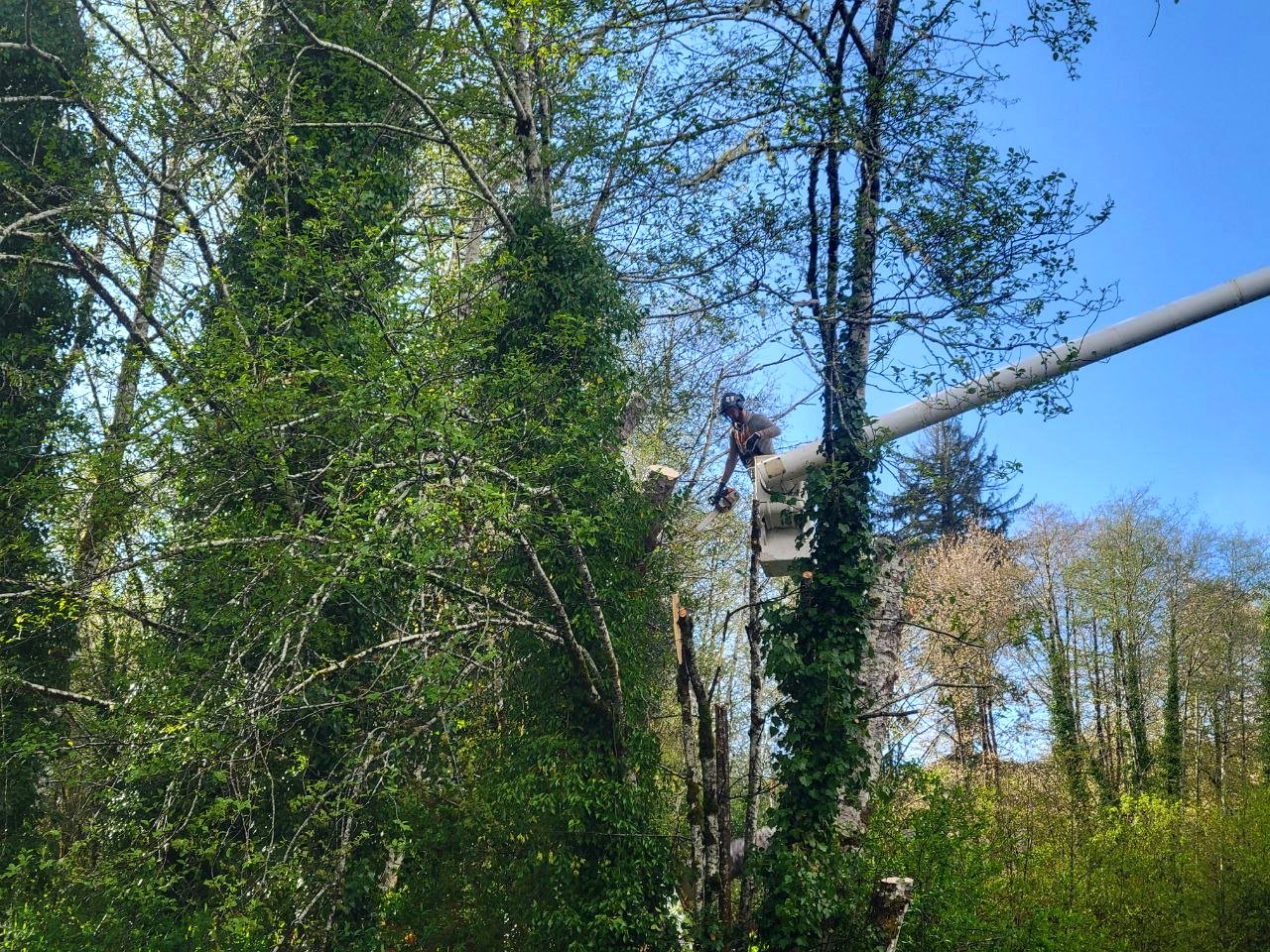West Coast Tree Pros project photo 4