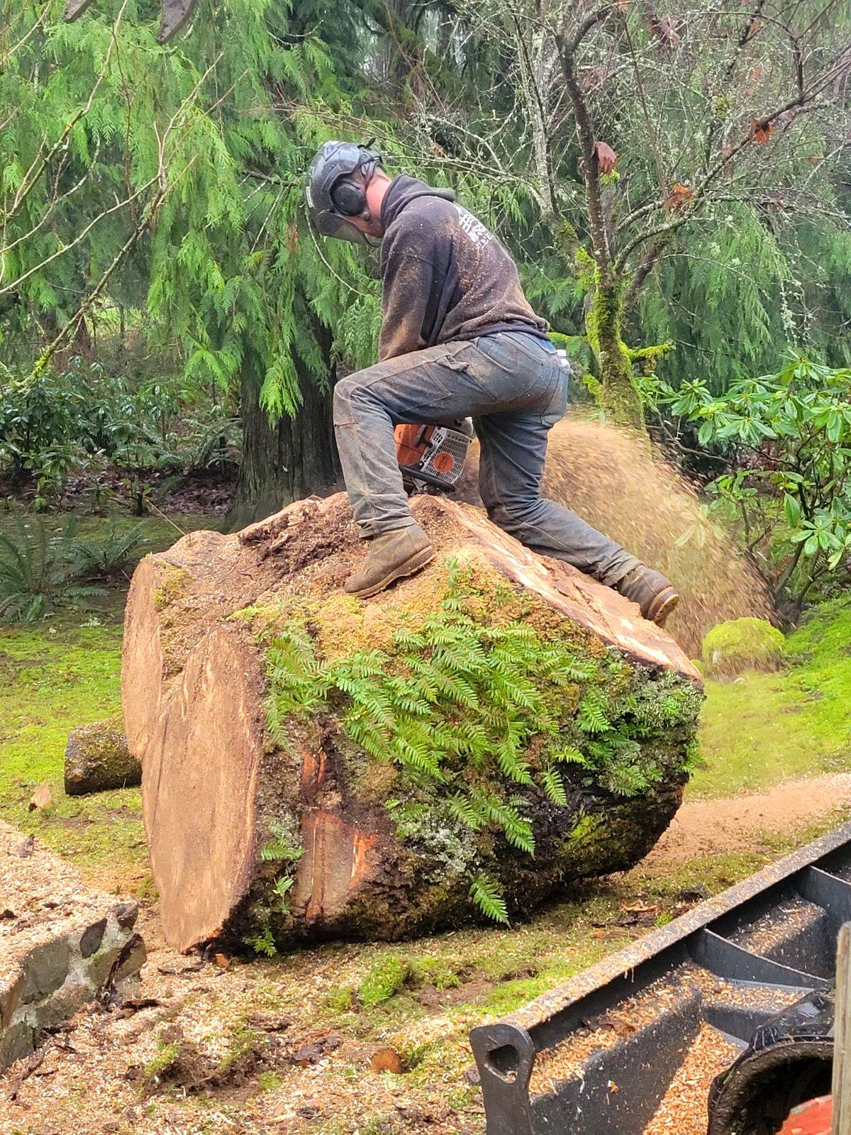 West Coast Tree Pros project photo 5