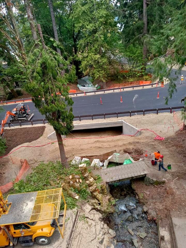West Coast Tree Pros project photo 9