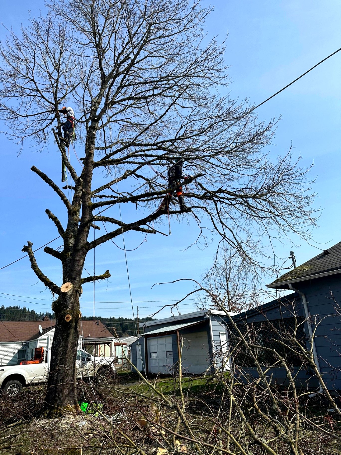 West Coast Tree Pros project photo 11