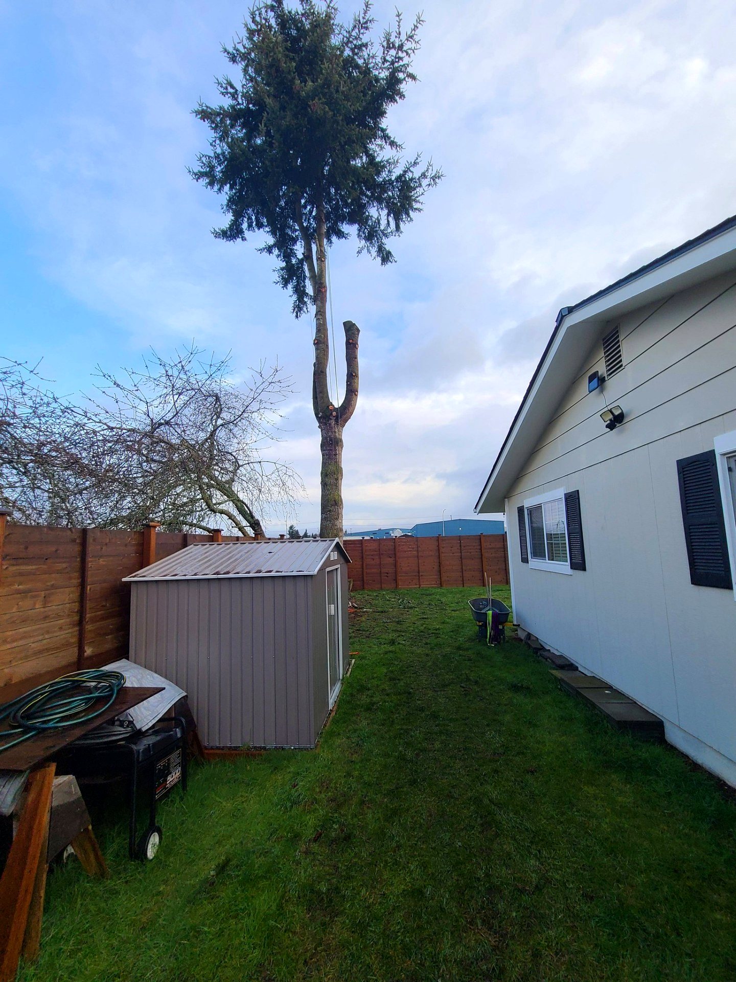 West Coast Tree Pros project photo 12