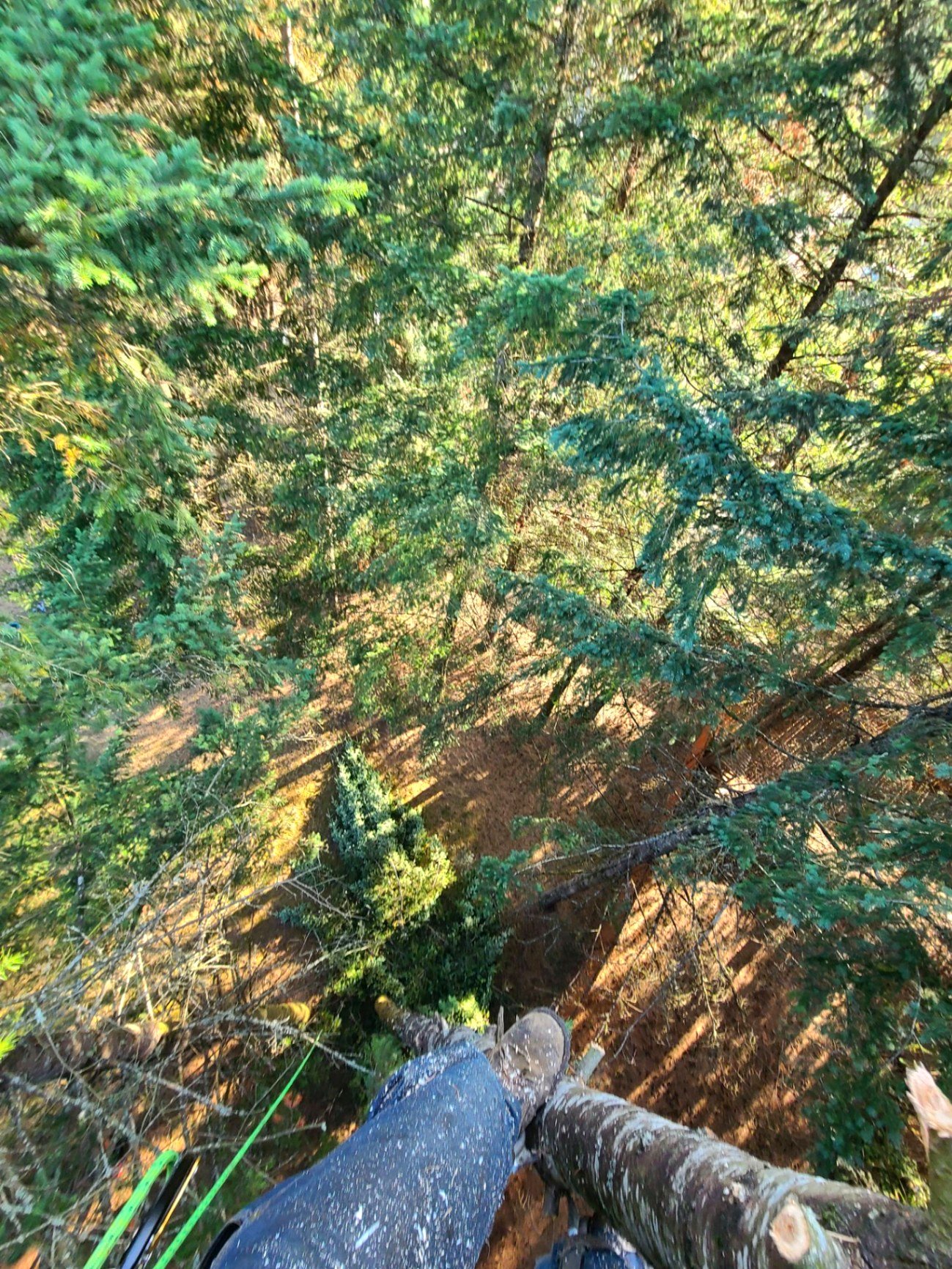 West Coast Tree Pros project photo 14