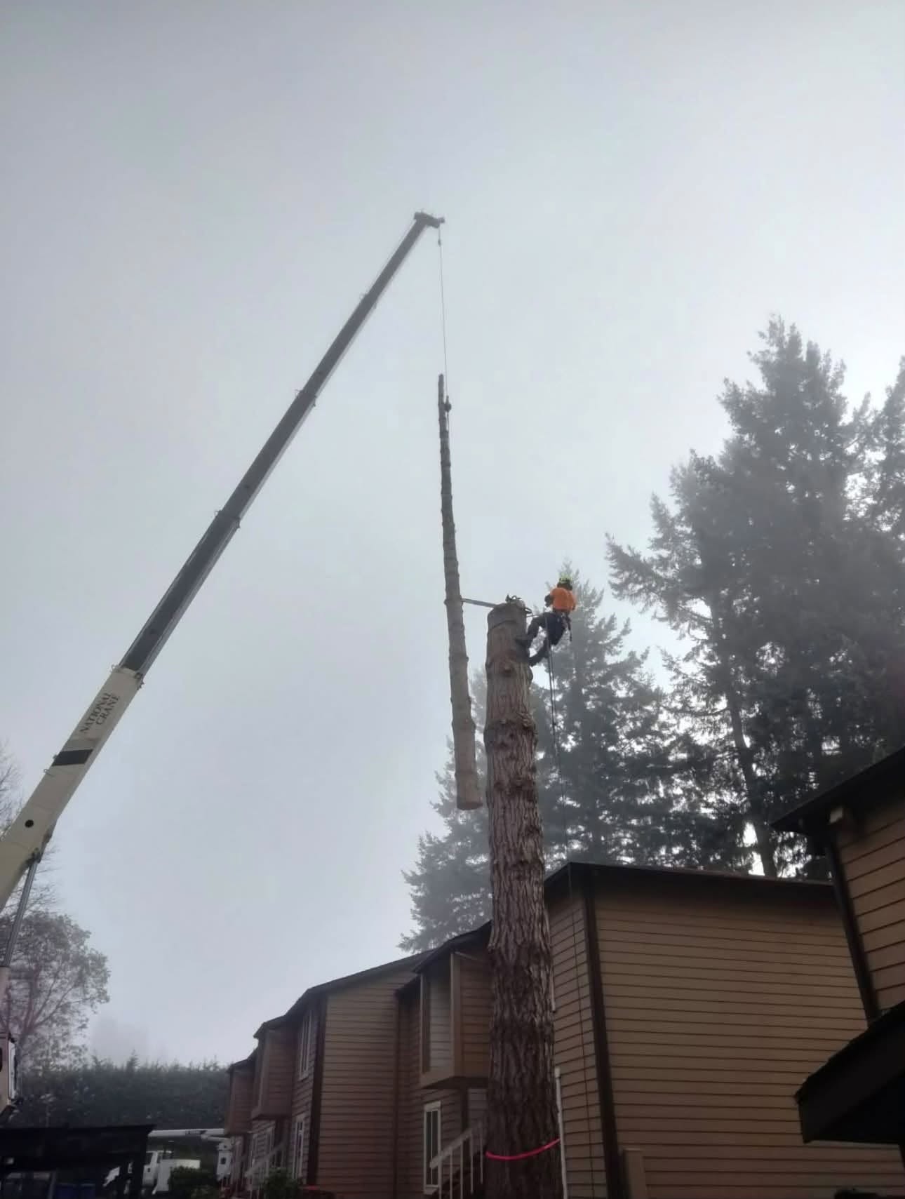 AJ’s Tree Experts, LLC project 1