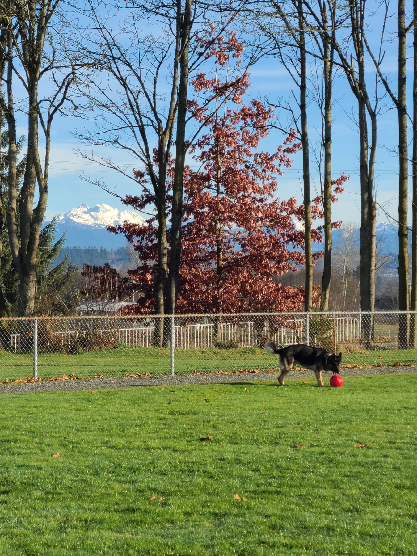 Wolfman's Canines LLC — Camano Island, WA