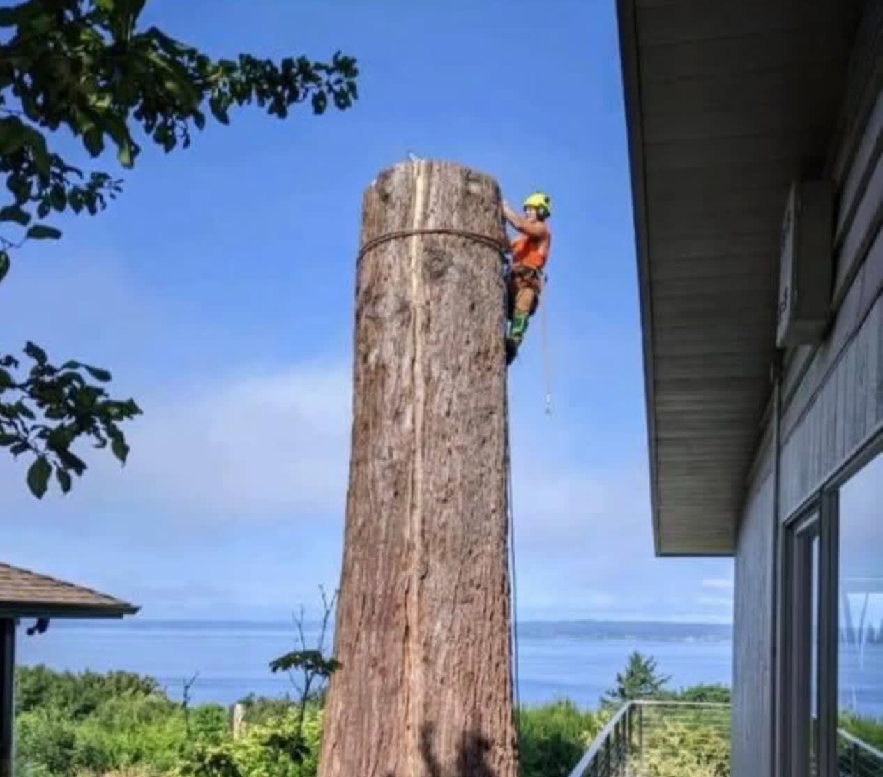 AJ’s Tree Experts, LLC project 3