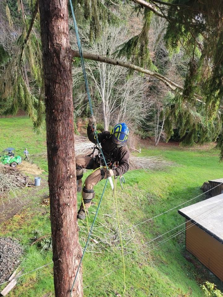 AJ’s Tree Experts, LLC project photo 13