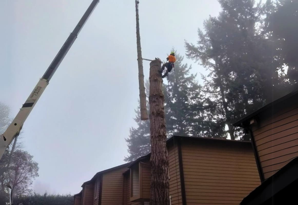 AJ’s Tree Experts, LLC project 4