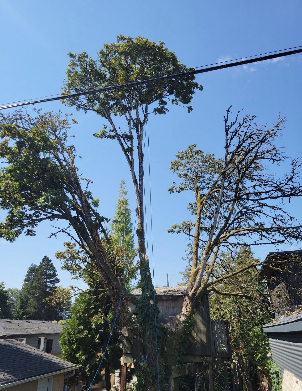 AJ’s Tree Experts, LLC project photo 7