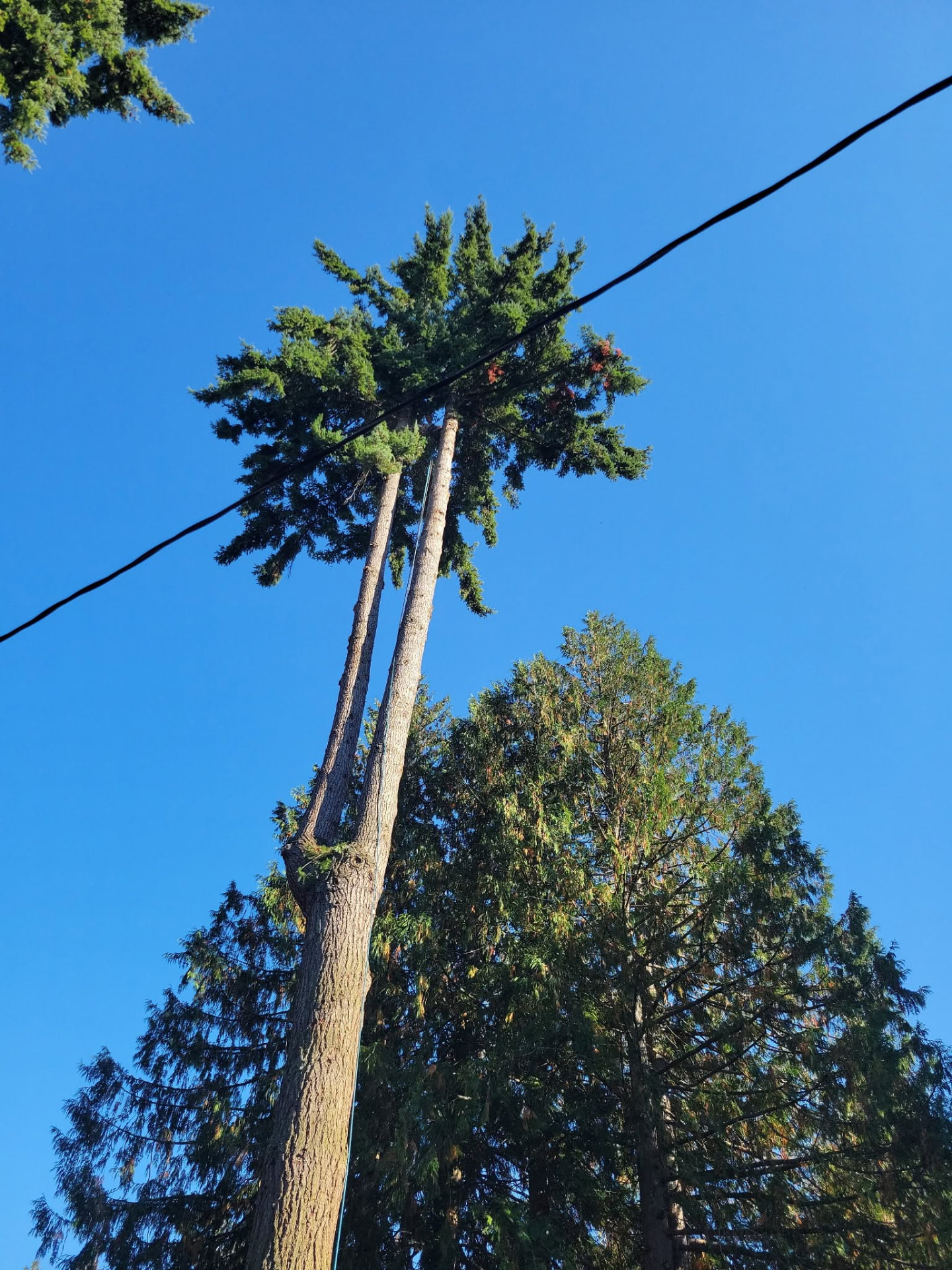 AJ’s Tree Experts, LLC project photo 8