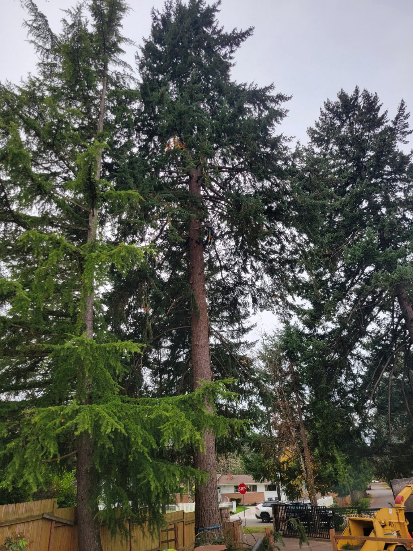 AJ’s Tree Experts, LLC project photo 10