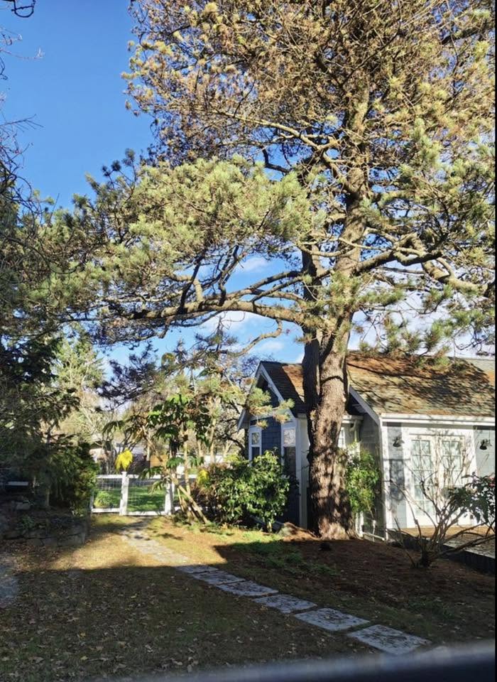 AJ’s Tree Experts, LLC project photo 11