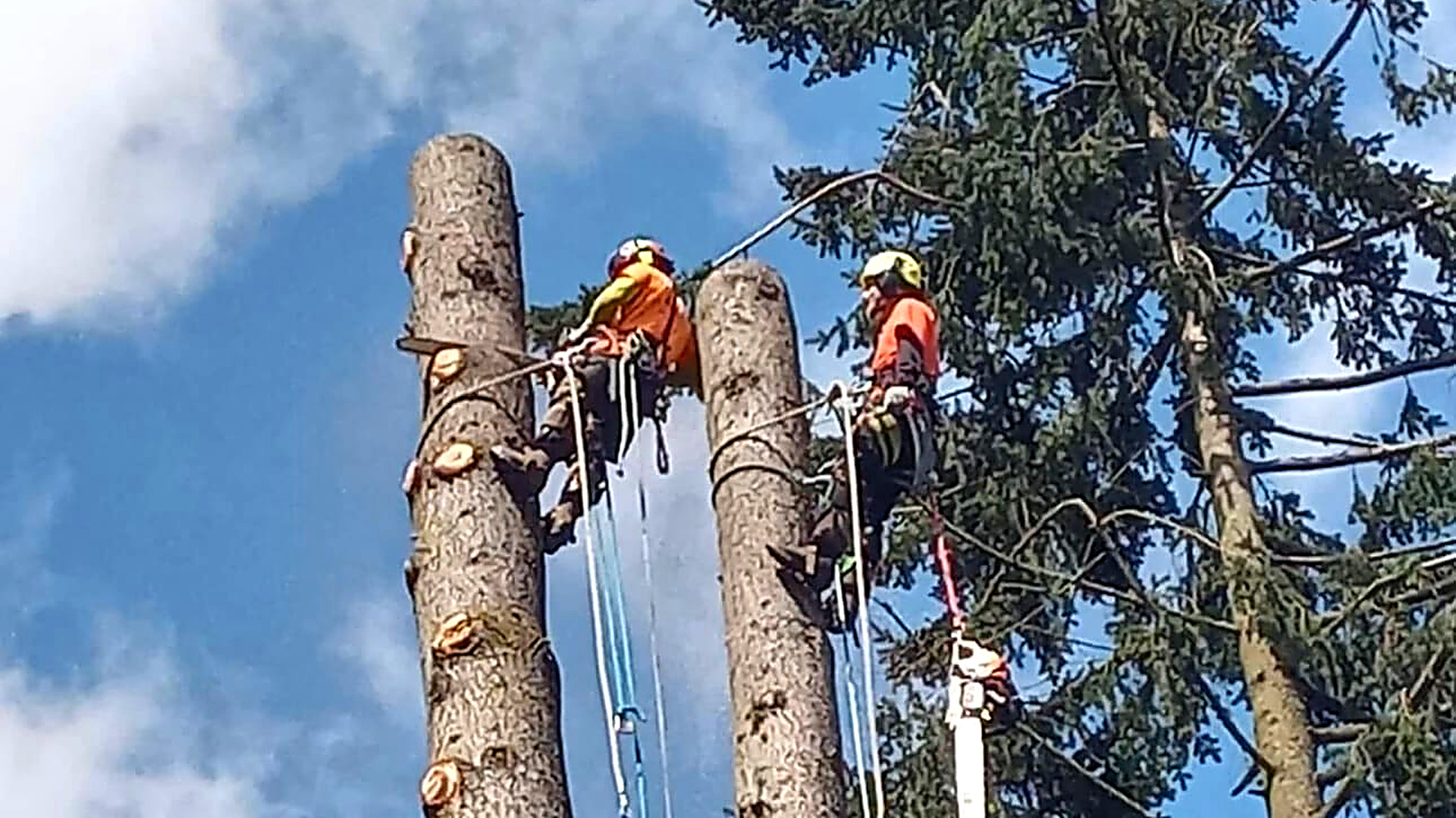 AJ’s Tree Experts, LLC