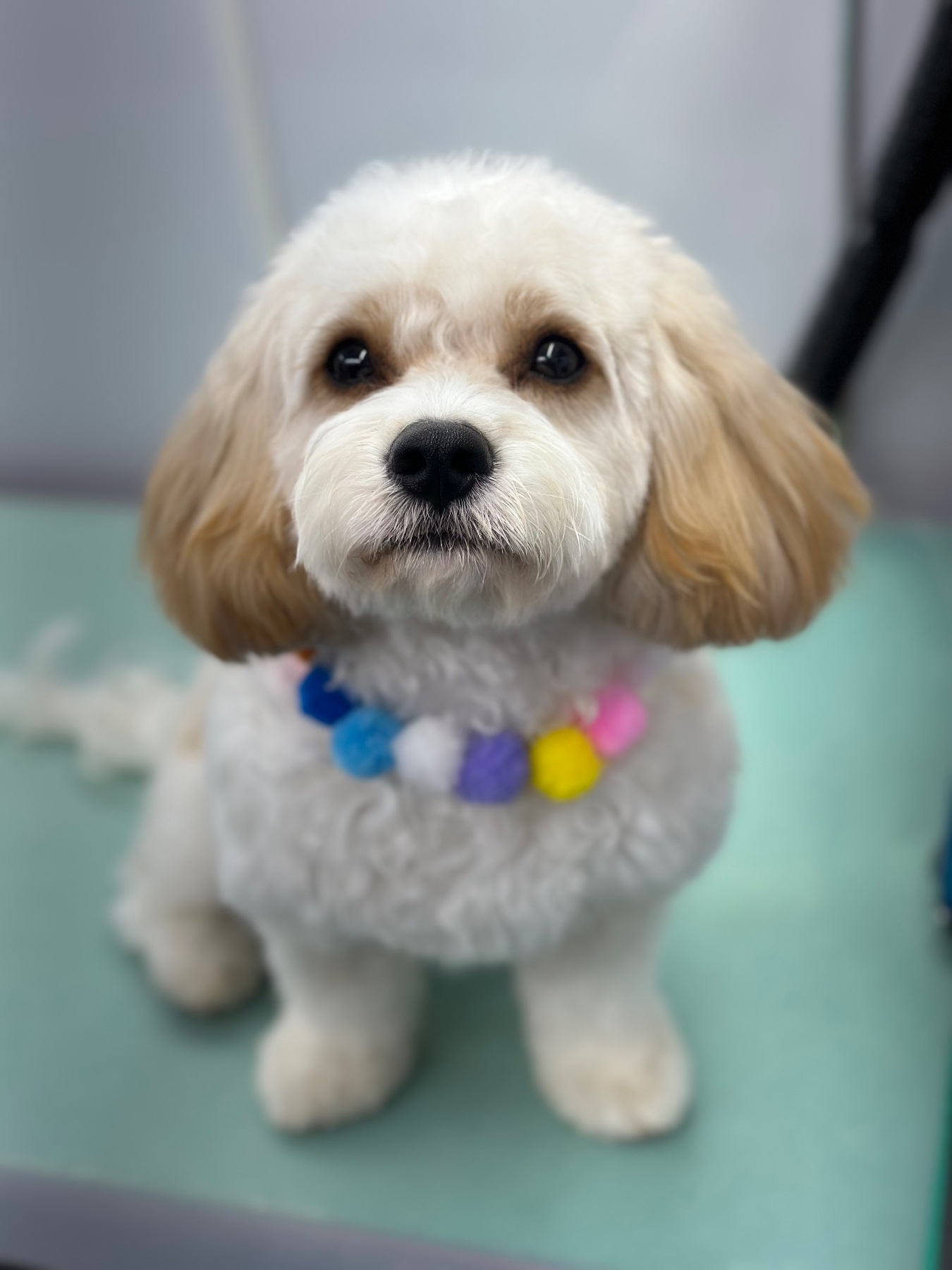 Bo’s Nose Best Pet Care LLC project photo 9